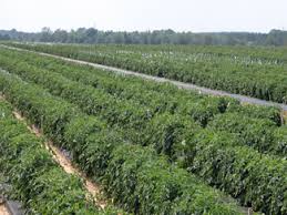 Tomatoes