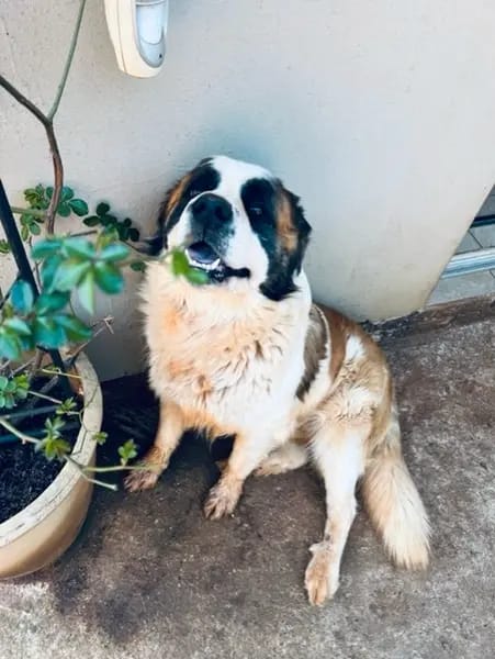 Saint Bernard